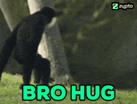 Monkey Hug GIF by Zypto