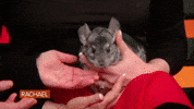 Food Rachel GIF by Rachael Ray Show