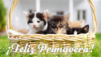 ยกFeliz Primavera!