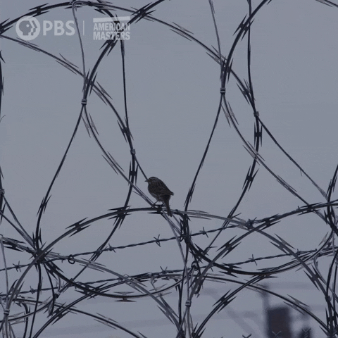 Art Love GIF by American Masters on PBS