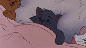 Cat Reaction GIF by MOODMAN