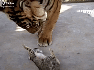 cuteanimalland giphyupload GIF