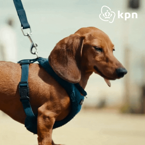 Dog GIF by KPN
