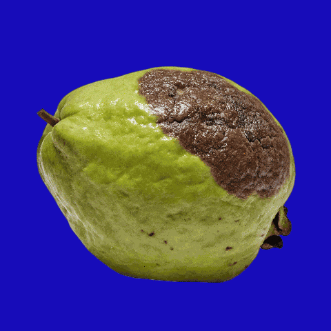 Avocado Uva GIF