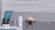 funny or die lol GIF