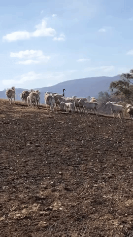 'Extraordinary Situation': Emu Musters Sheep on Bushfire-Ravaged Land in Victoria