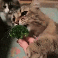 cat eat GIF