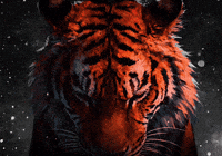 Sunrisers Hyderabad Tiger GIF