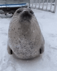 Slap Seal GIF by Respective