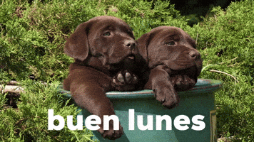 Feliz Lunes GIF by Sealed With A GIF