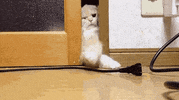 mlm GIF