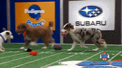 Animal Planet Football GIF by Puppy Bowl