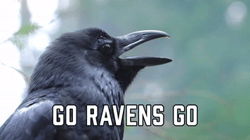 Go Ravens Go