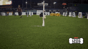 Excited Espn GIF by American Kennel Club