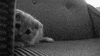 cat GIF