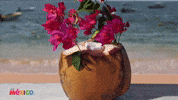 VisitMexico travel beach playa coco GIF