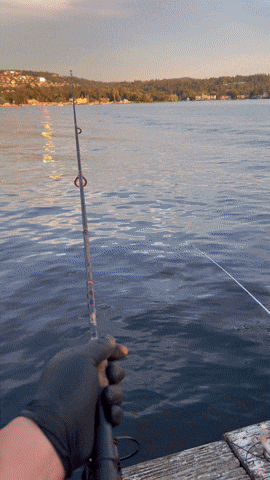 GIF Animado