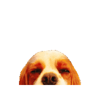 Kingcharles Sticker