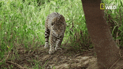 Jaguar Savage Kingdom GIF by Nat Geo Wild