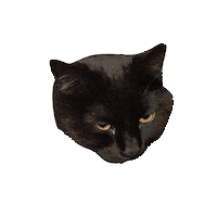 Angry Cat Sticker