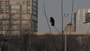 little rock arkansas GIF