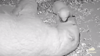 Polar Bear Cub Takes First Steps While Mother Relaxes Nearby