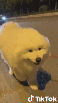 Passeggiata Soddisfatto GIF by TikTok Italia