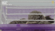 National Geographic Reaction GIF by Nat Geo Wild