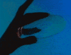 cd GIF