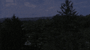 fall tree GIF by Dartmouth College