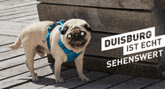 duisburgistecht dog eye duisburg augen GIF