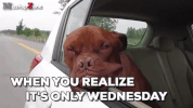 Hump Day Happy Wednesday GIF by Pet Qwerks