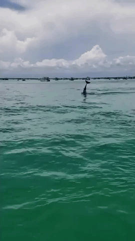 'Don't See That Every Day': Florida Man Delighted as Jumping Dolphin Puts on a Show