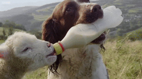 lamb GIF