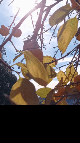 Simongip giphyupload GIF