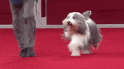 On My Way Running GIF by American Kennel Club