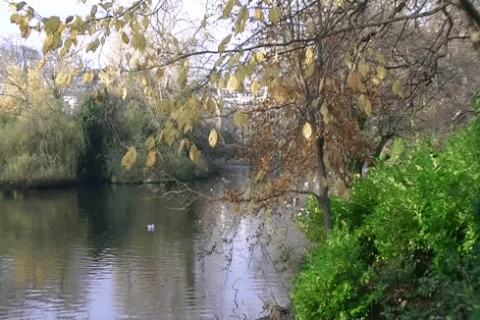 pond GIF