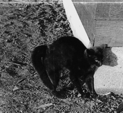 black cat GIF