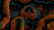 one strange rock GIF by National Geographic Channel