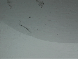 Education Biology GIF by DIIMSA Stock