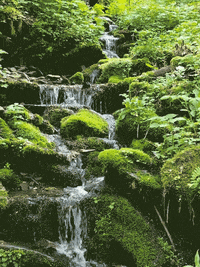 cinemagraph GIF