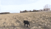 hog Hogs wild hogs feral hog wild hog GIF