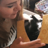 Cat Kiss GIF