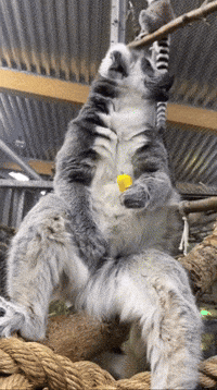 Snack Eating GIF by Valley Zoo Development Society