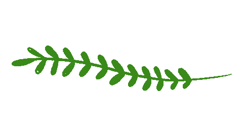 franzizo giphyupload leave blatt zweig Sticker