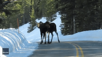 Moose Pair Stun Driver in Yellowstone National Park