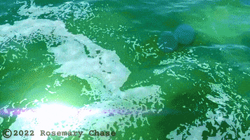 Water Beach GIF