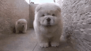 jealousy GIF