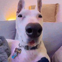 No Thoughts Wtf GIF