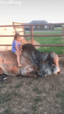 Daughter and Bull are Best Friends